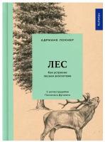 Лес. Как устроена лесная экосистема