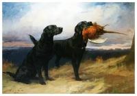 Постер на холсте Черный лабрадор (Black Labrador) 73см. x 50см