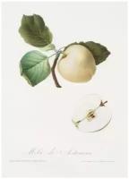 Постер / Плакат / Картина Фрукты - Желтое яблоко на ветке 40х50 см в подарочном тубусе
