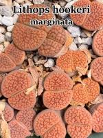 Литопсы Lithops hookeri v marginata (живые камни, суккуленты) набор для выращивания (семена, грунт, горшочек, инструкция по посеву)