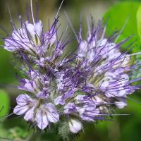 Мята болотная (лат. Mentha pulegium) семена 200шт