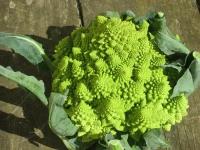 Капуста цветная Романеско - Коралловая капуста (лат. brassica oleracea romanesco) семена 30шт + подарочек