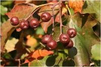 Медвежья груша - Рябина глоговина - Берека (лат. Sorbus torminalis) семена 20шт