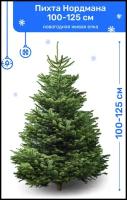 Пихта Нордмана, новогодняя живая елка срезанная, 100-125 см