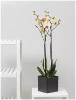 Орхидея фаленопсис 2 ствола, цвет жёлтый, высота 50-70 см в пластиковом кашпо 13,5 дм, комнатное растение