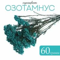 Сухоцвет «Озотамнус» 60 г, цвет бирюзовый