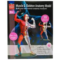 Набор Edu Toys Muscle & Skeleton Anatomy Model (SK056)