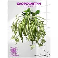 Искусственное растение Хлорофитум в кашпо 33 см от ФитоПарк