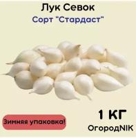 Лук Севок сорт 