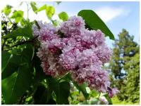 Сирень обыкновенная (Syringa vulgaris Bogdan Khmelnitsky C1,5)