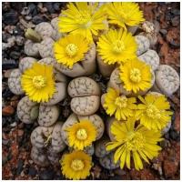 Семена Орешка Суккулент Литопс Lithops Werneri C 188 10 шт