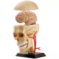 Набор Edu Toys Cranial Nerve Skull Anatomy Model, SK010