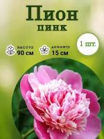 Луковица Пион Pink Розовый 1 штука Многолетнее луковичное растение для посадки