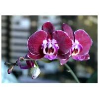 Орхидея Фаленопсис Armion, без цветка (детка), горшок 2,5 дюйма