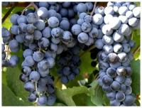 Виноград мускатный черный (лат. Vitis vinifera) семена 15шт