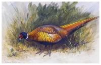 Постер на холсте Фазан (Pheasant) №2 63см. x 40см