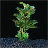 Растение аквариумное 