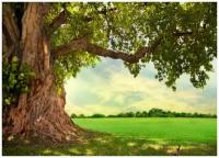 Большое раскидистое дерево - Виниловые фотообои, (420х300 см)