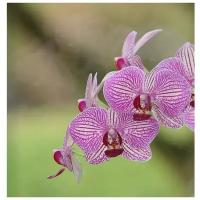 Орхидея Фаленопсис Lilien, без цветка (детка), горшок 2,5 дюйма