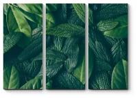 Модульная картина Зеленые сочные листья170x122