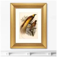 Репродукция картины в раме Большая райская птица, 1880г. Размер картины: 40,5х50,5см
