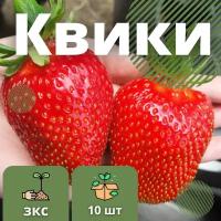 Клубника Квики 10 штук саженцев