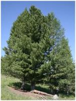 Семена Кедр сибирский (Pinus sibirica), 30 штук