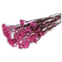 Сухоцвет «Озотамнус» 60 г, цвет ярко-розовый (1шт.)