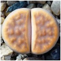 Семена Литопса Lithops karasmontana bella ( живые камни, суккуленты ) Окраска листьев коричневато-желтая. Цветки белые