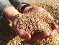 Овес зерно для заваривания в мешке 5 кг свежее не шлифованное Эко продукт Алтая