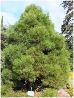 Семена Сосна Крымская (Pinus nigra pallasiana), 150 штук