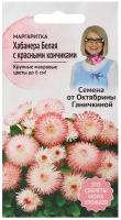 Маргаритка F1 Хабанера Белая с красными кончиками 5 шт, семена многолетних цветов