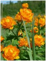 Семена Купальница азиатская (Trollius asiaticus), 30 штук