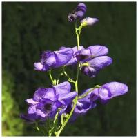 Аконит Борец Северный (лат. Aconitum lycoctonum) семена 25 шт