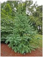 Семена Куннингамия ланцетовидная (Cunninghamia lanceolata), 20 штук