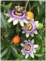 Семена Маракуйя (пассифлора съедобная) / Passiflora edulis, 5 штук