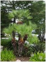 Семена Пальма Хамеропс приземистый (Chamaerops humilis), 5 штук