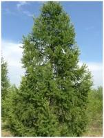 Семена Лиственница сибирская (Larix sibirica), 50 штук