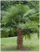 Семена Пальма Трахикарпус форчуна (Trachycarpus fortunei), 5 штук