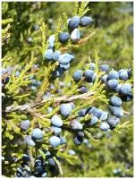 Семена Можжевельник виргинский (Juniperus virginiana), 20 штук