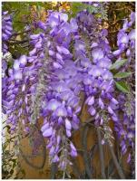 Семена Глициния китайская (Wisteria sinensis), 5 штук