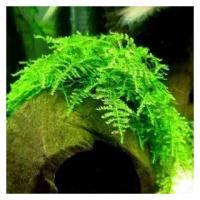 Мох крисмас (рождественский) - Christmas Moss (1,5-2 грамма). Живое растение для аквариума