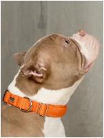Ошейник для активных и серьёзных собак Japan Premium Pet, размер М (цвет: оранжевый)