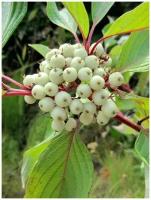 Семена Дёрен белый (Cornus alba), 20 штук