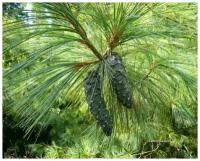 Сосна Гималайская - Сосна Валлиха (лат. Pinus Excelsa) семена 15шт