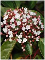 Семена Калина лавролистная (Viburnum tinus), 15 штук