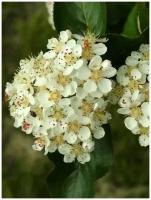 Семена Арония черноплодная (Aronia melanocarpa), 60 штук