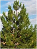 Семена Сосна румелийская (Pinus peuce), 10 штук