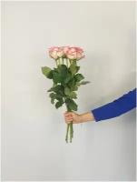 Букет роза розово-белая 60СМ 7 шт