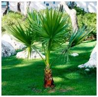 Вашингтония Нитеносная (лат. Washingtonia filifera) семена 5шт